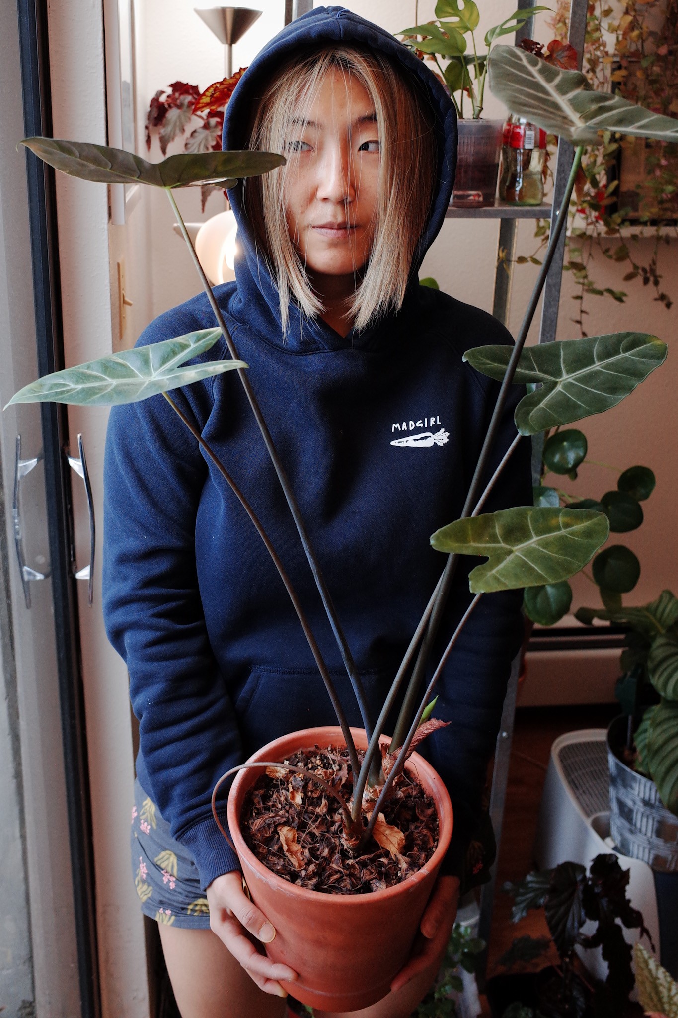 Alocasia 'Ebony'